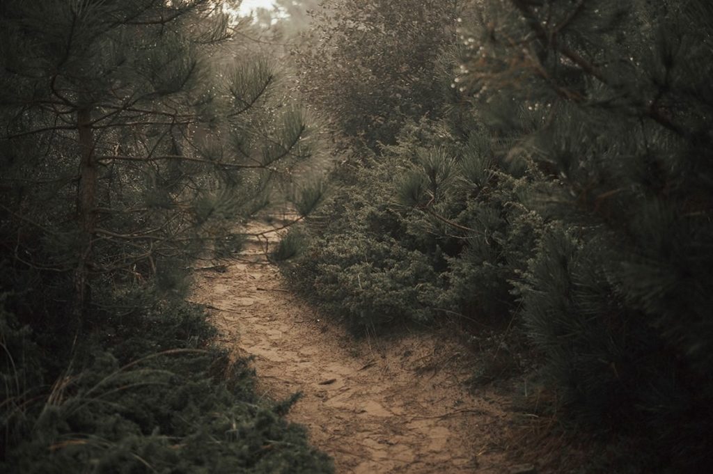 un chemin dans la forêt